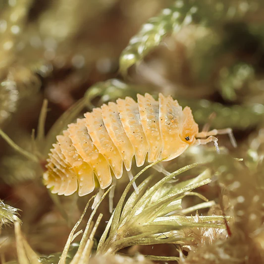 Isopods for Sale